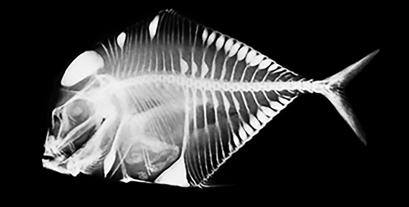 Fish X-ray