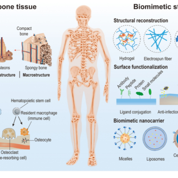 Emerging biomimetic nanotechnology in orthopedic diseases: progress, challenges, and opportunities