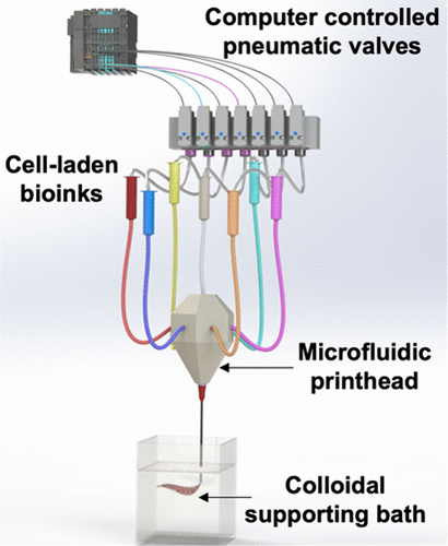 Tunable and Compartmentalized Multimaterial Bioprinting for Complex Living Tissue Constructs